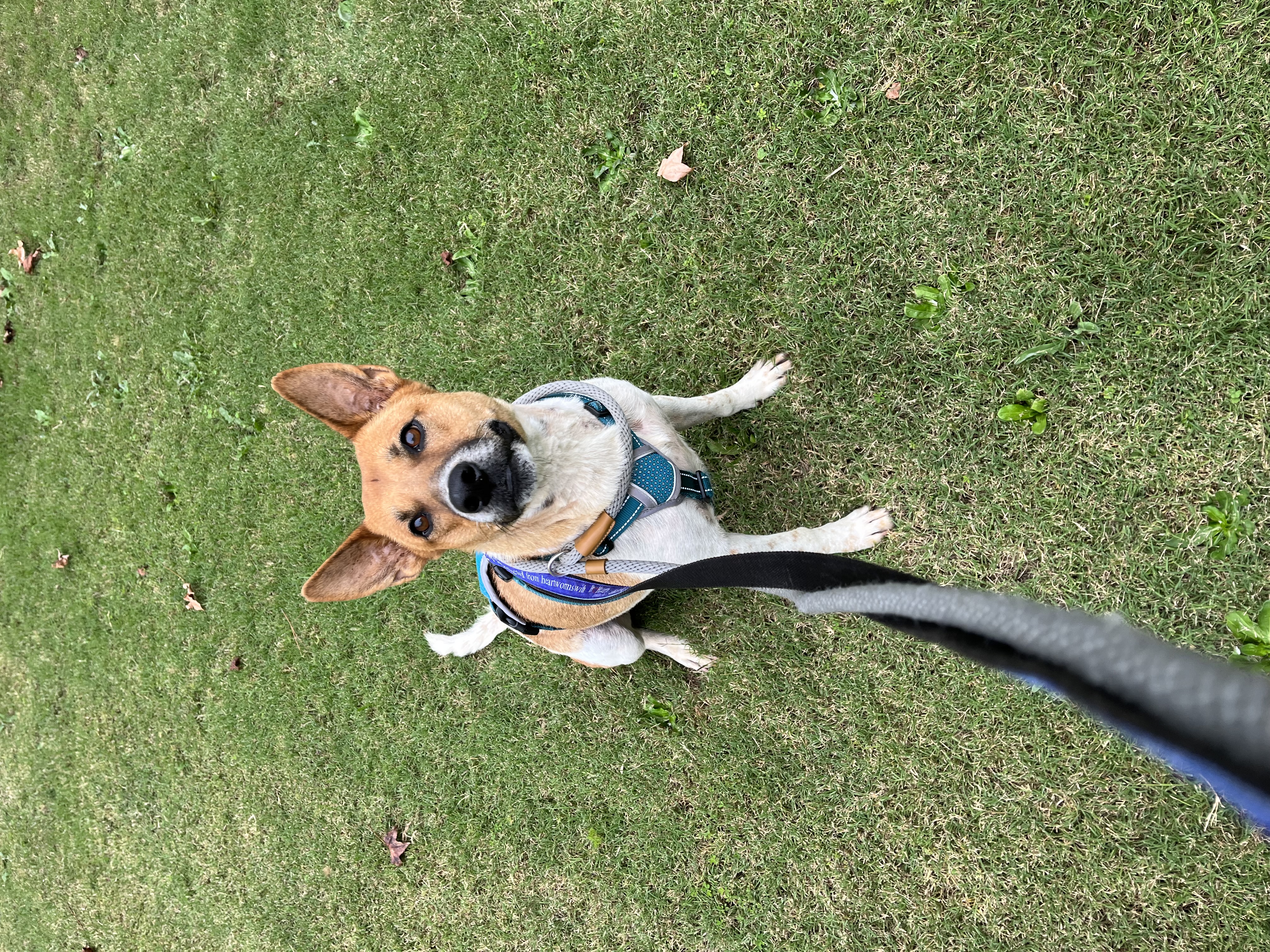 Enlarge Honey, a Adoptable mixed breed in Jackson, GA image 3/6