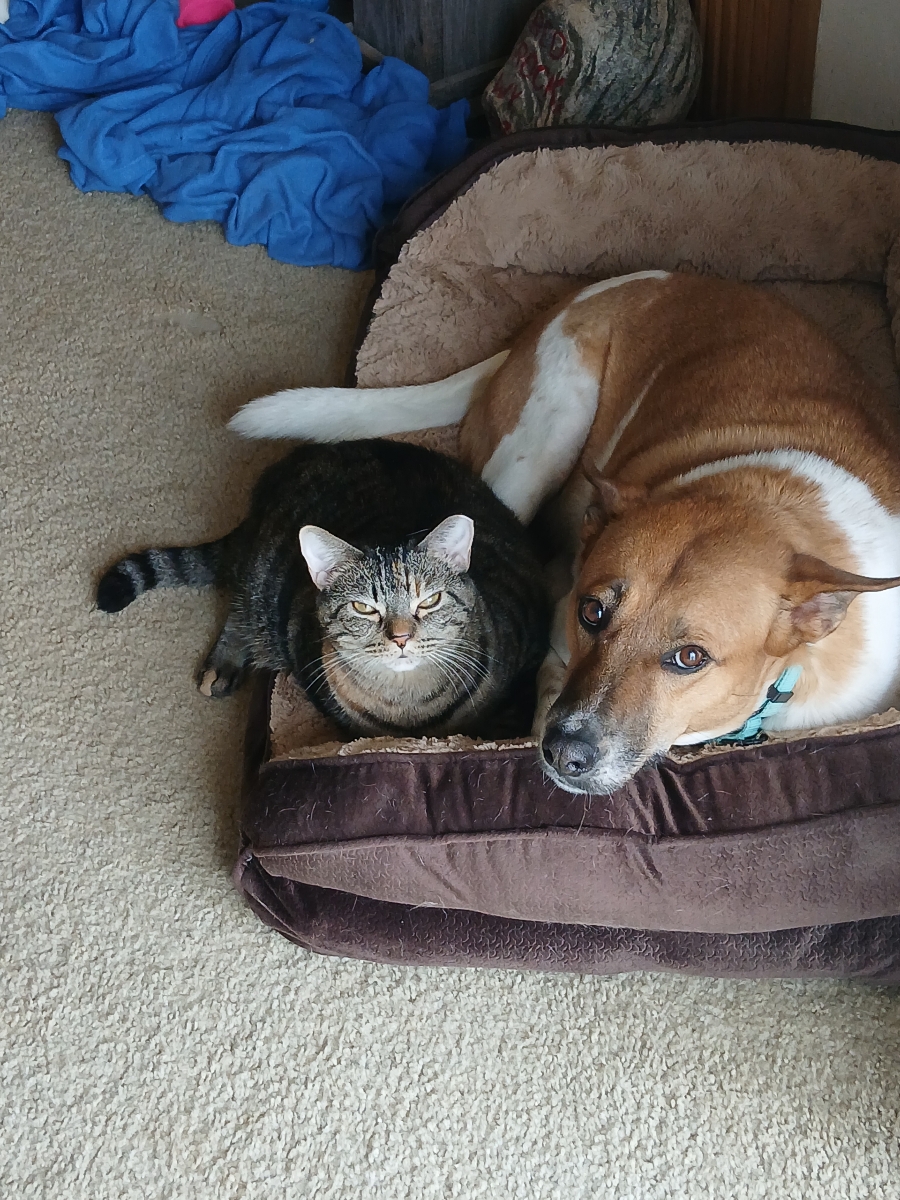 Enlarge Honey, a Adoptable mixed breed in Jackson, GA image 2/6