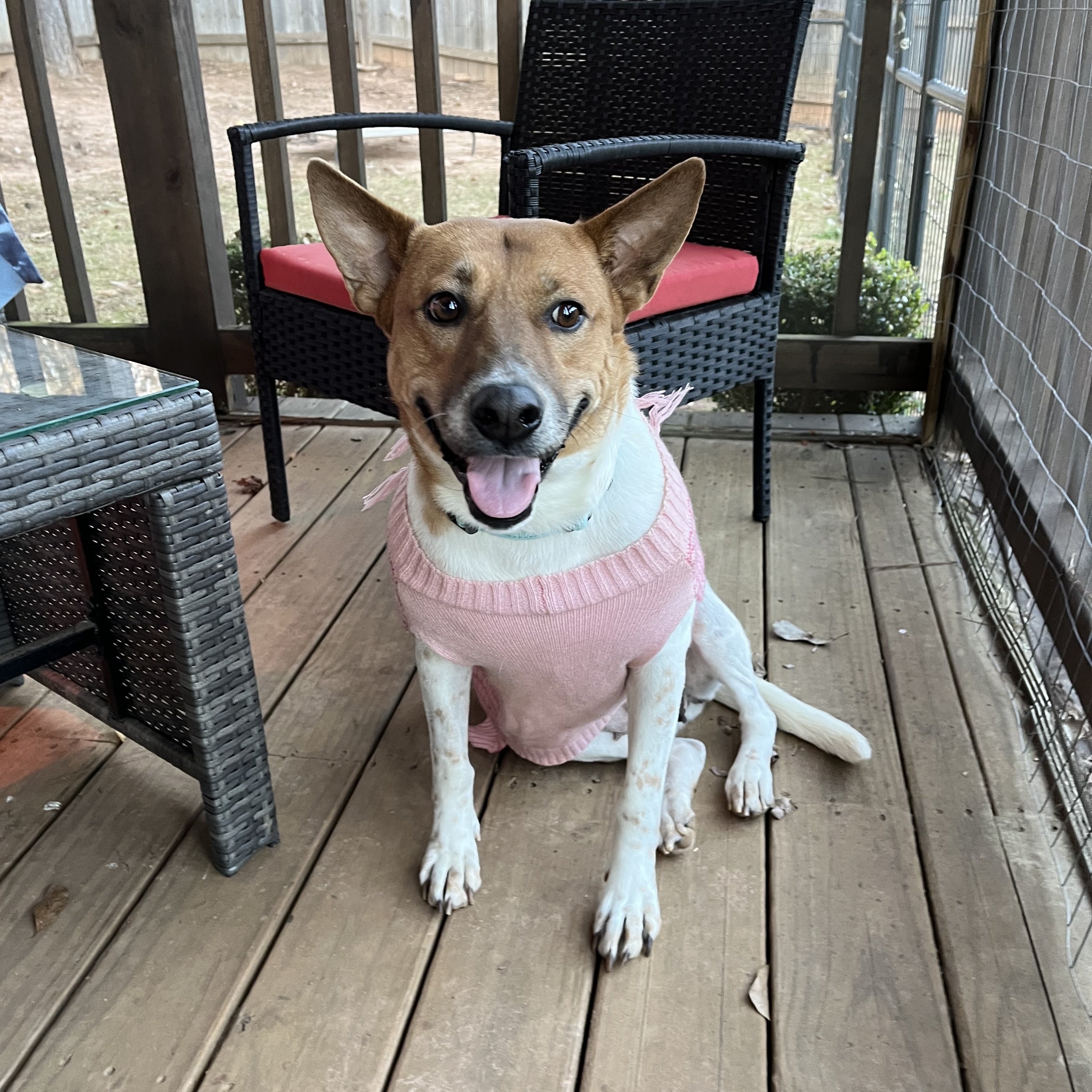 Enlarge Honey, a Adoptable mixed breed in Jackson, GA image 5/6