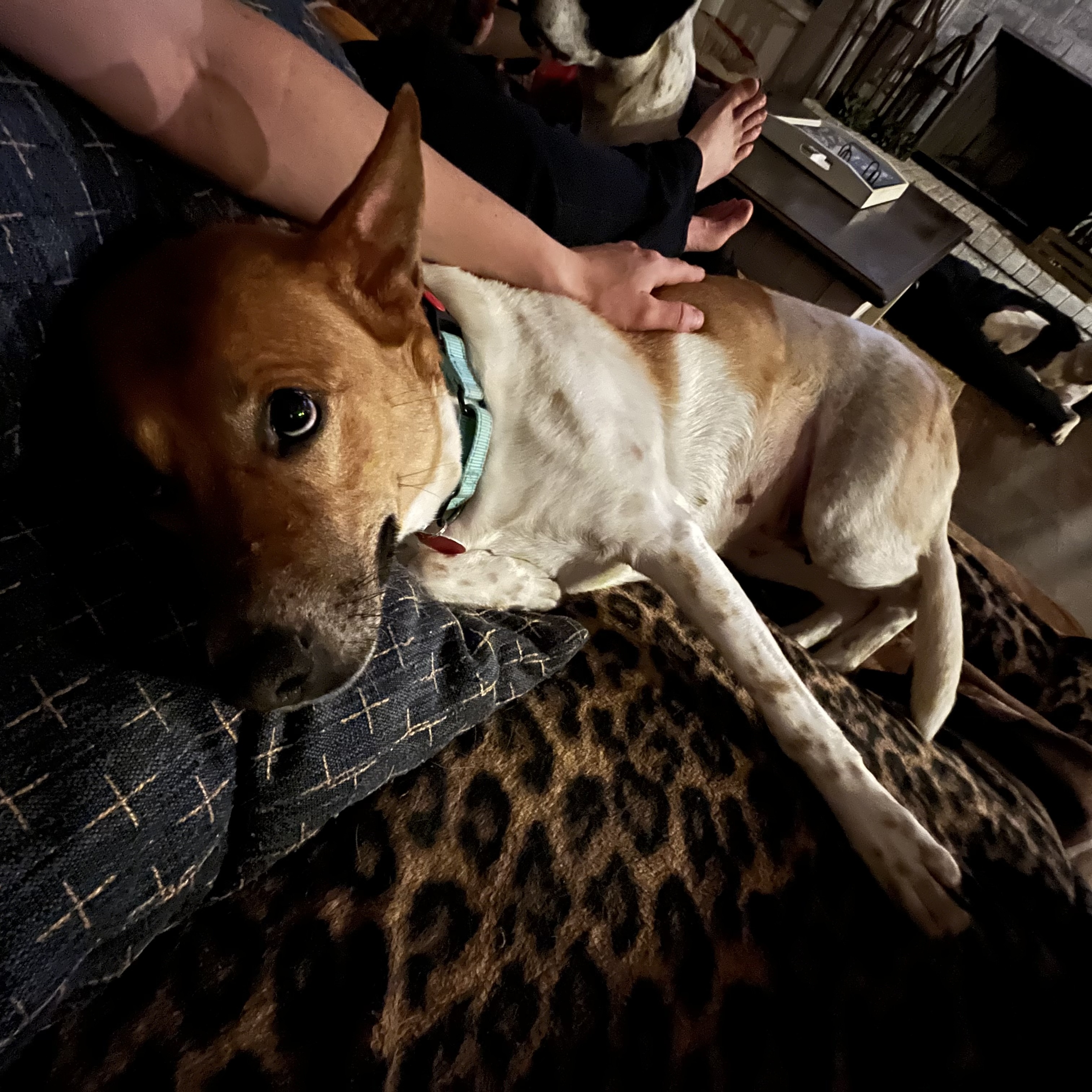 Enlarge Honey, a Adoptable mixed breed in Jackson, GA image 4/6