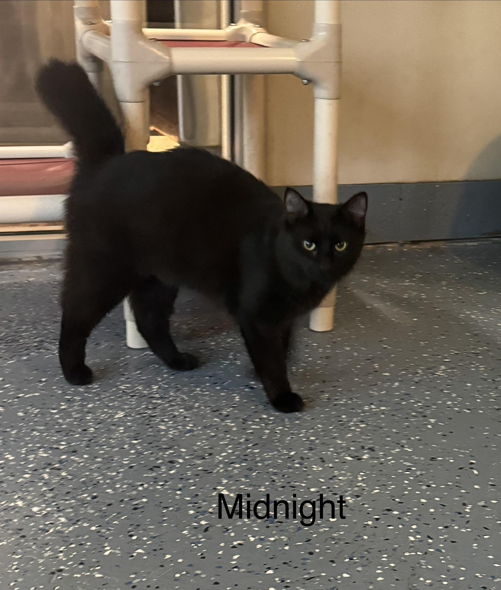 Enlarge Midnight, a Adoptable Domestic Medium Hair in Ulster, PA image 1/1