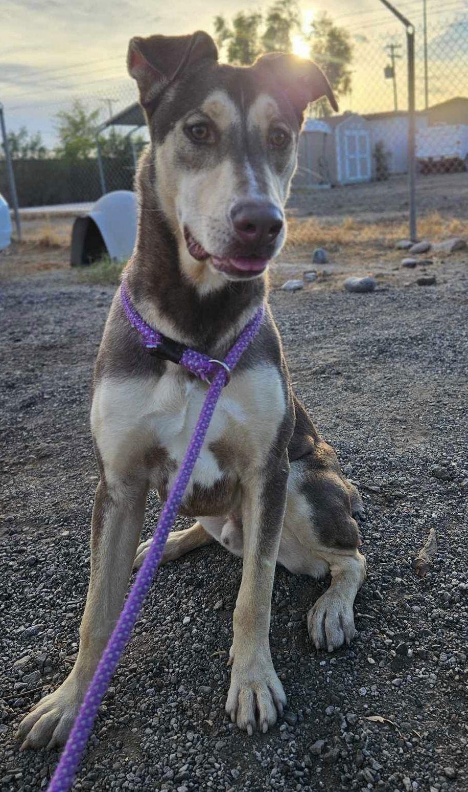 Enlarge Rocket, a Adoptable mixed breed in El Centro, CA image 1/3