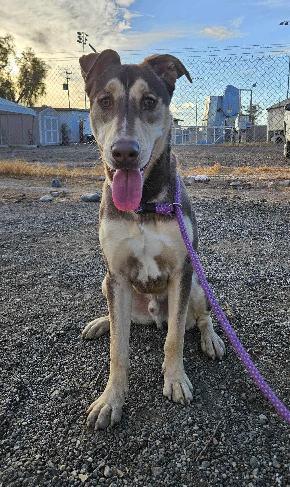 Rocket, Adoptable, Adult Male Husky & Doberman Pinscher.