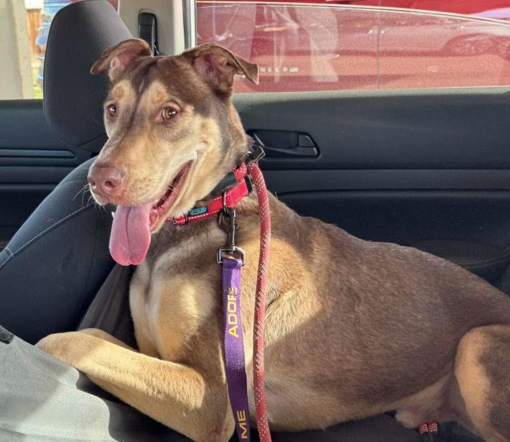 Enlarge Rocket, a Adoptable mixed breed in El Centro, CA image 2/3