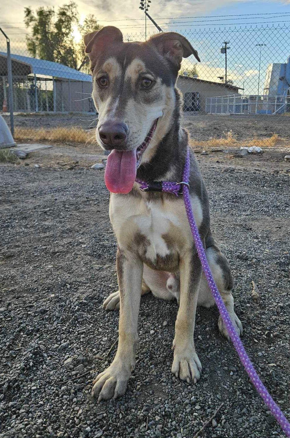 Enlarge Rocket, a Adoptable mixed breed in El Centro, CA image 3/3