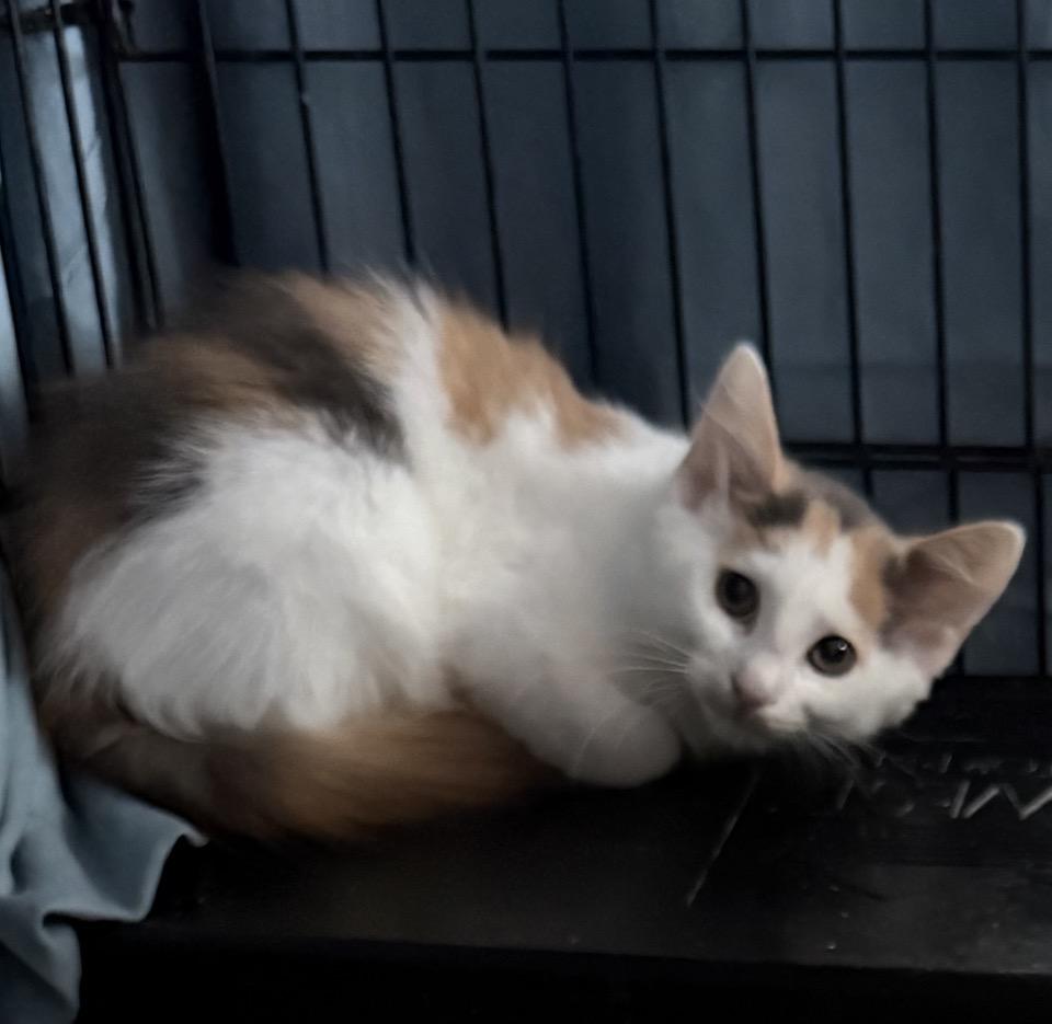 Enlarge Willa, a Adoptable mixed breed in Toms River, NJ image 2/2