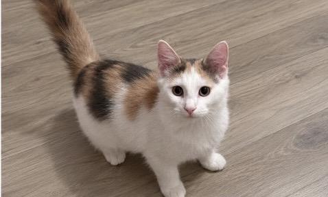 Willa, Adoptable, Kitten Female Domestic Medium Hair.