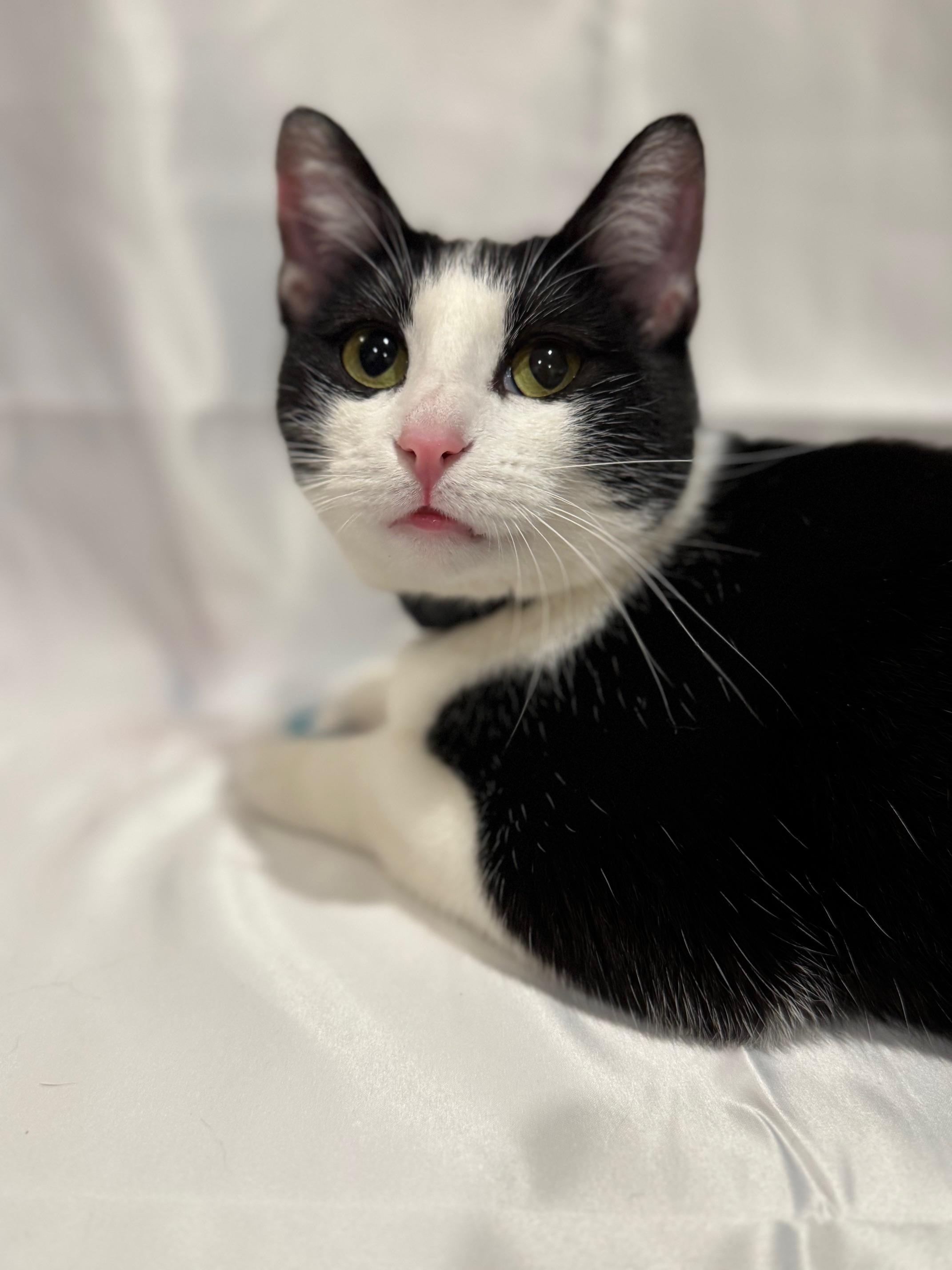 Enlarge Yoko, an adopted Domestic Short Hair in Guthrie, OK image 2/4