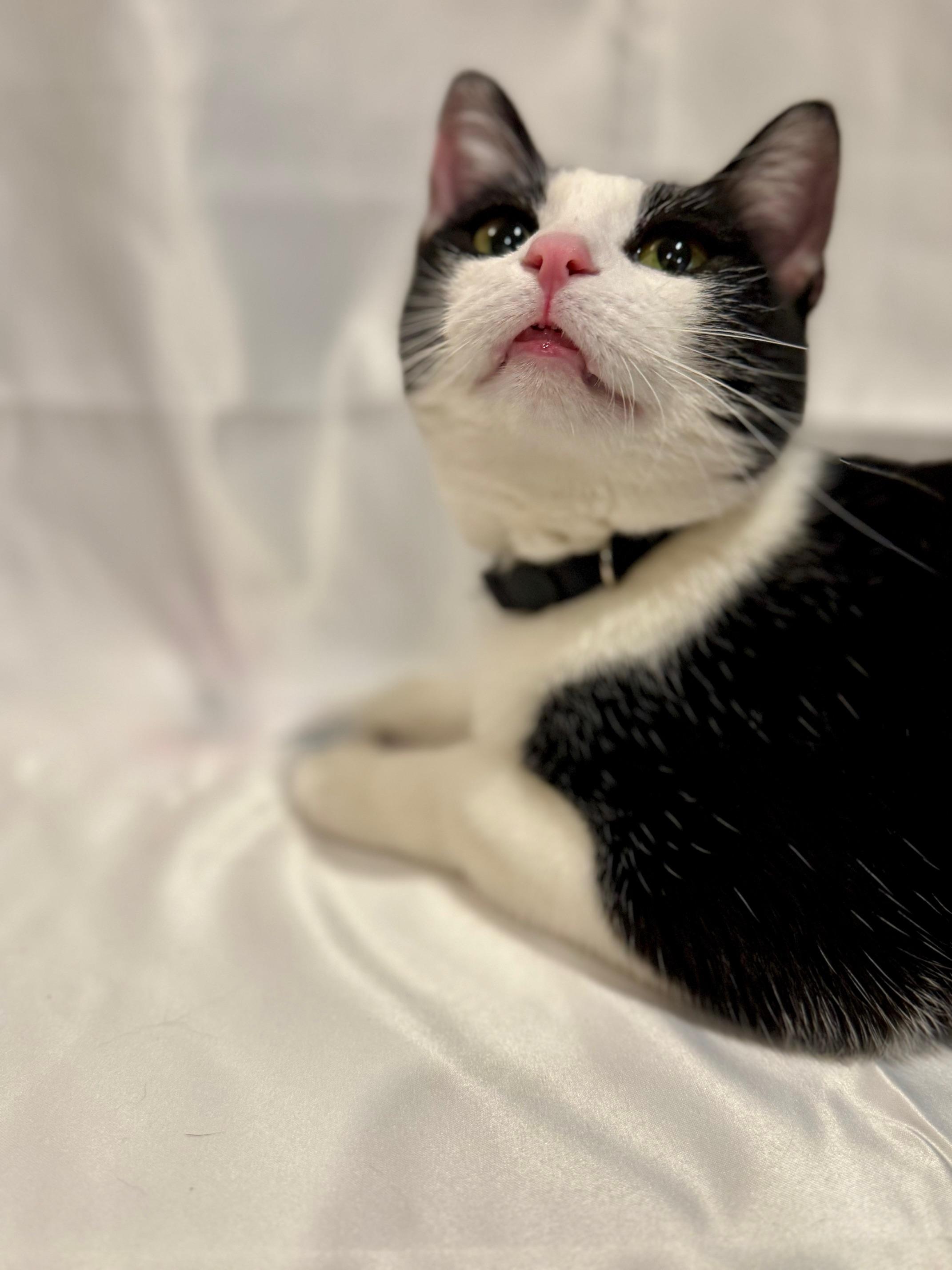 Enlarge Yoko, an adopted Domestic Short Hair in Guthrie, OK image 1/4