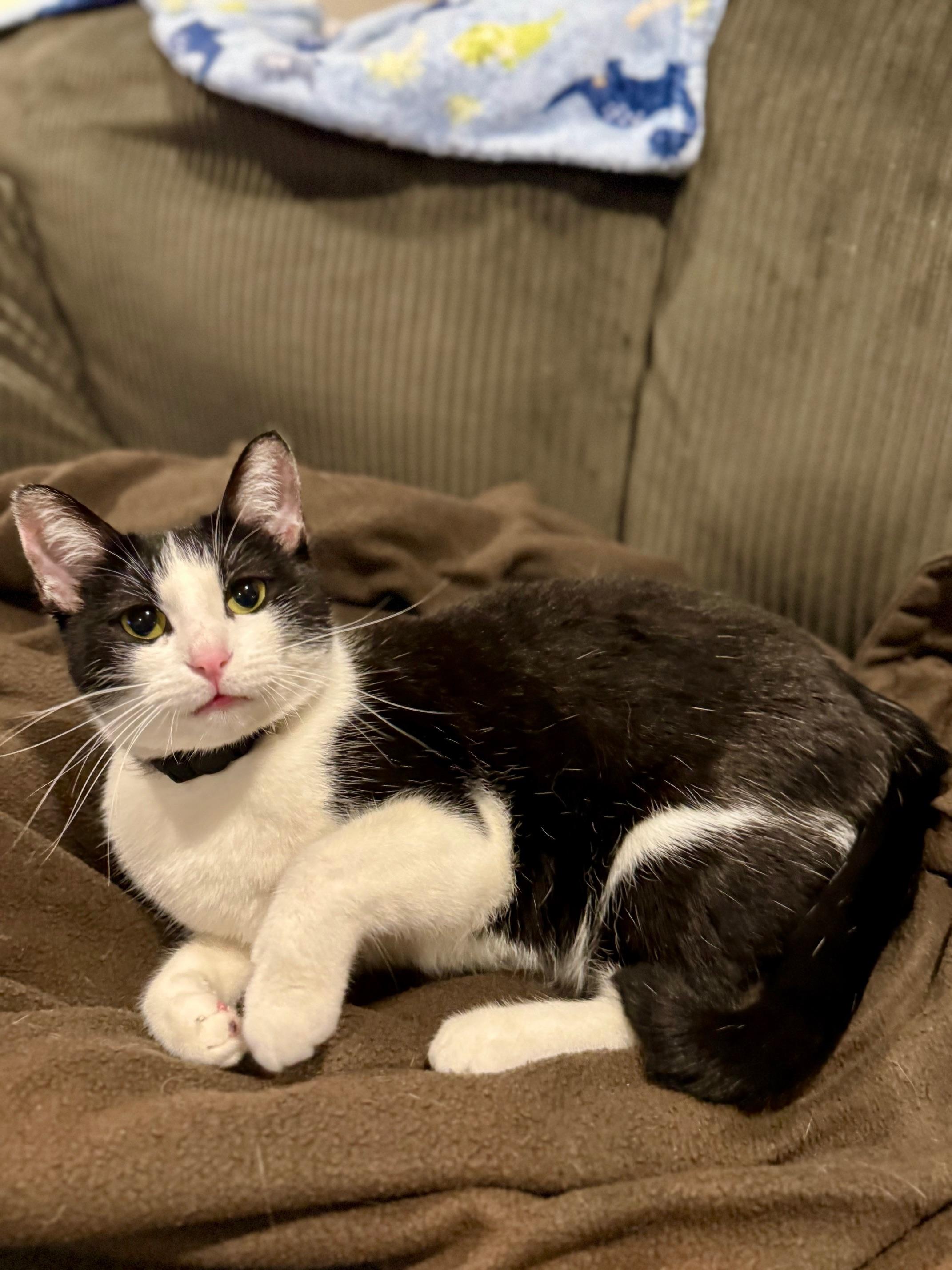 Enlarge Yoko, an adopted Domestic Short Hair in Guthrie, OK image 4/4