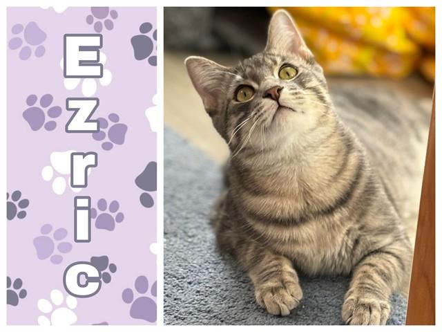 EZRIC, Adoptable, Young Male Domestic Short Hair.