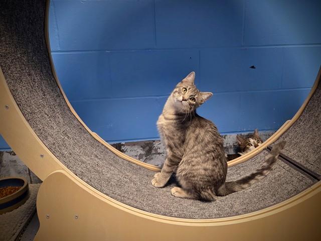 EZRIC, Adoptable, Young Male Domestic Short Hair.