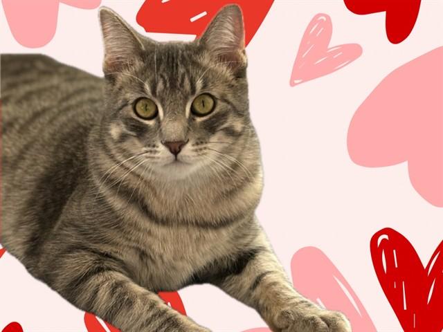 Enlarge EZRIC, a Adoptable Domestic Short Hair in Ames, IA image 1/1