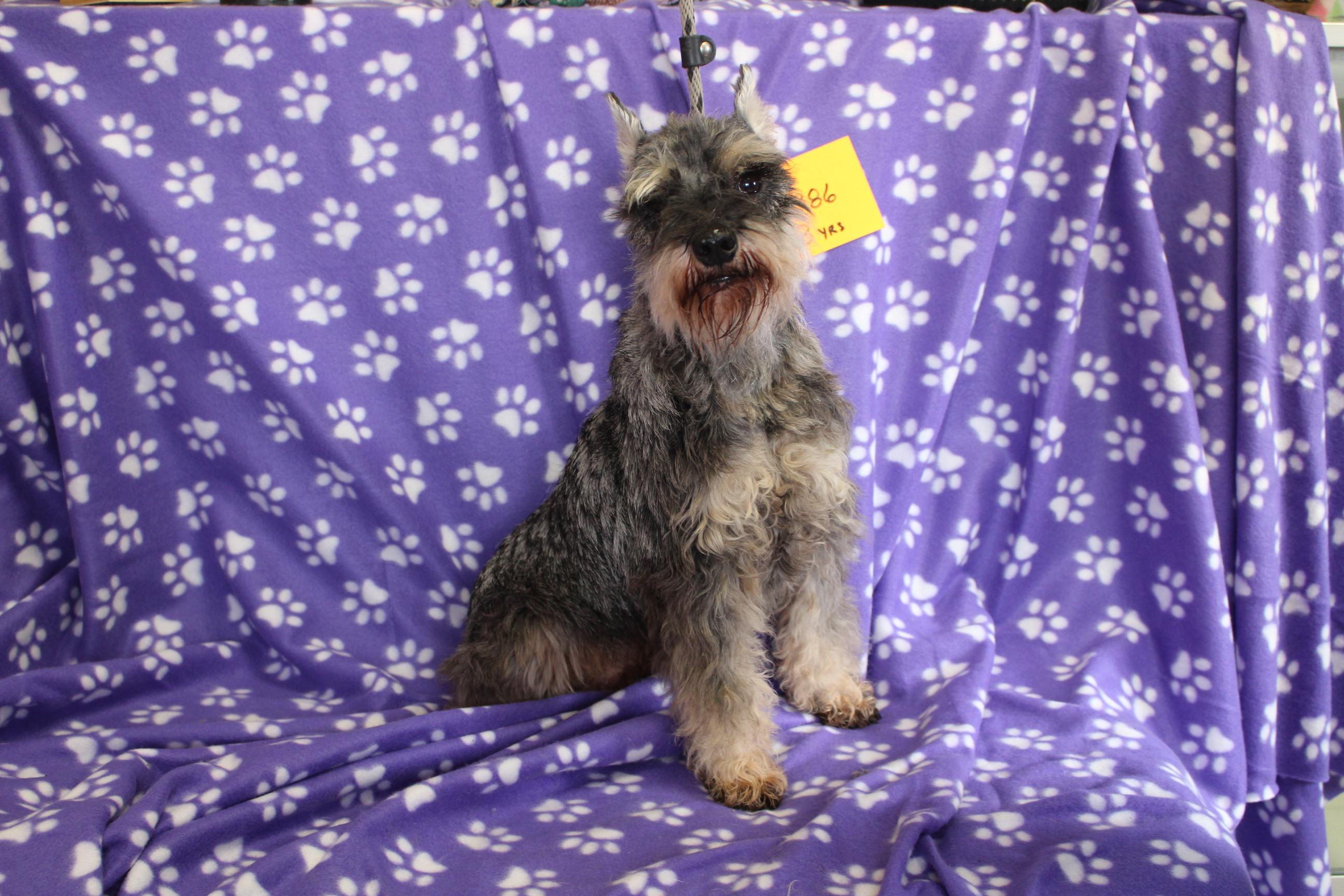 Spinner, a ADOPTABLE Schnauzer in Livonia, MI image 2/2
