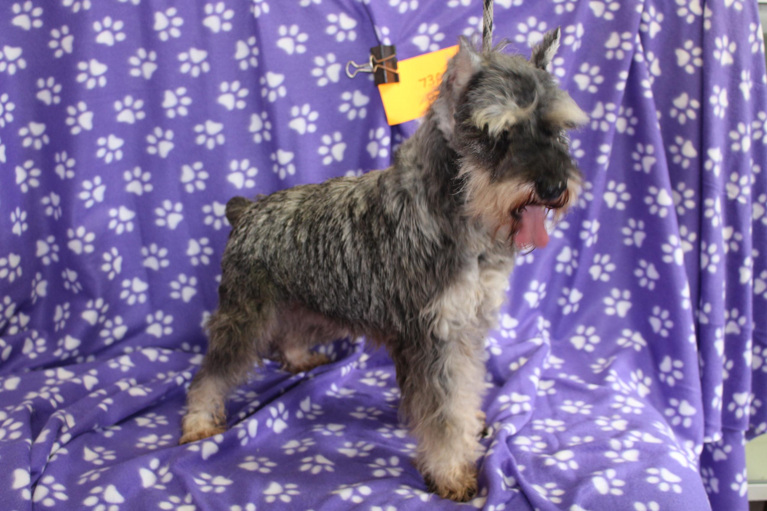 Spinner, a ADOPTABLE Schnauzer in Livonia, MI image 1/2