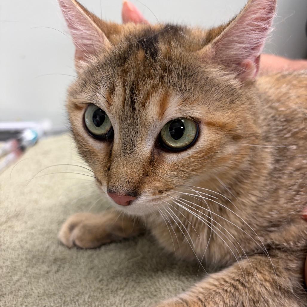 Romina, a Adoptable Domestic Short Hair in Waldorf, MD image 1/4