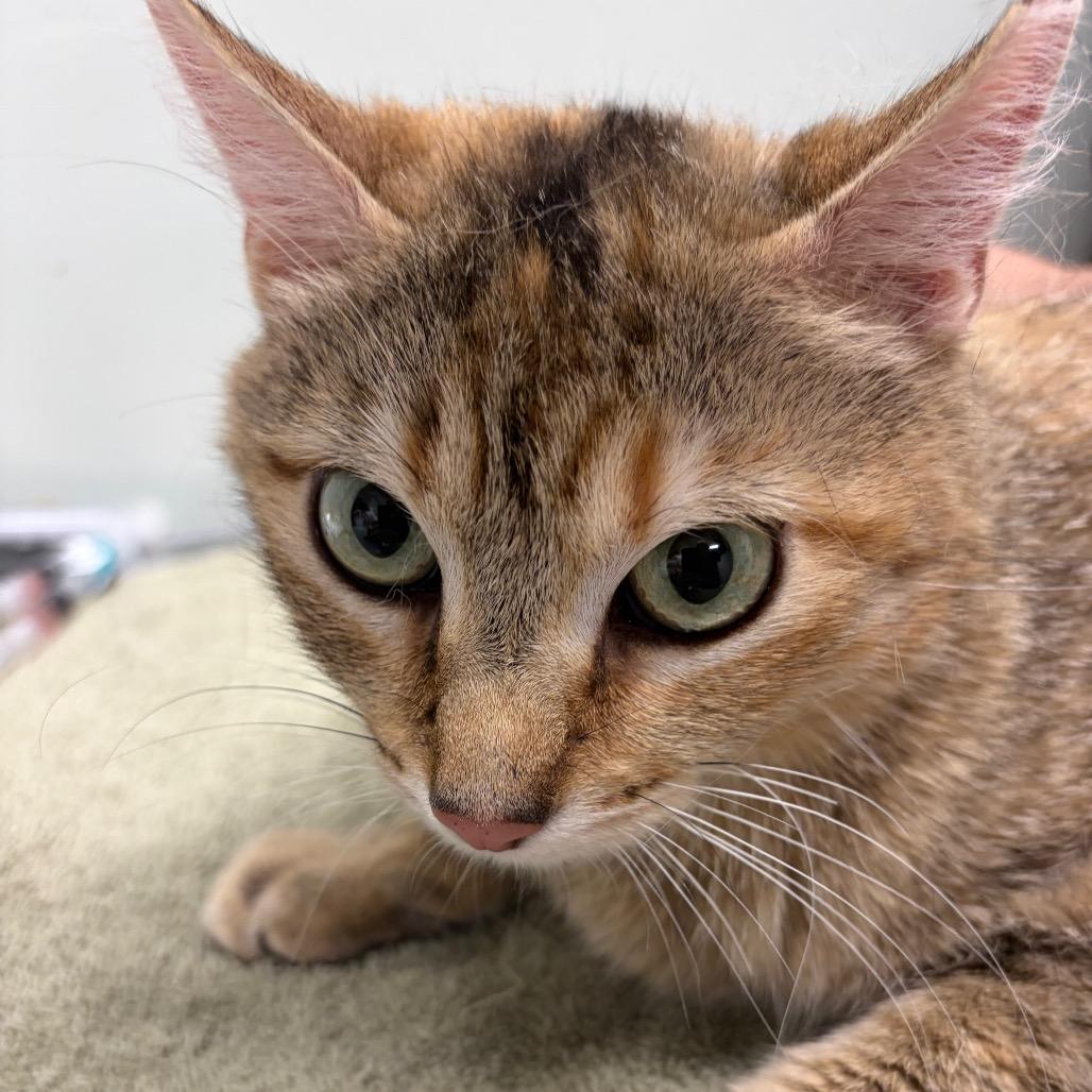 Romina, a Adoptable Domestic Short Hair in Waldorf, MD image 2/4