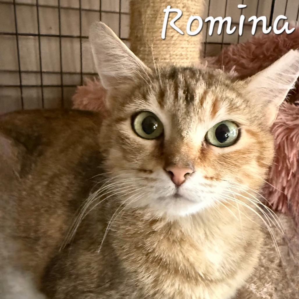 Romina, a Adoptable Domestic Short Hair in Waldorf, MD image 3/4