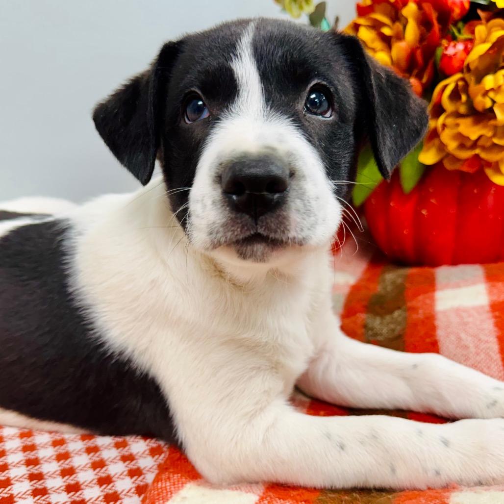 Ridge, Adoptable, Puppy Male Border Collie.
