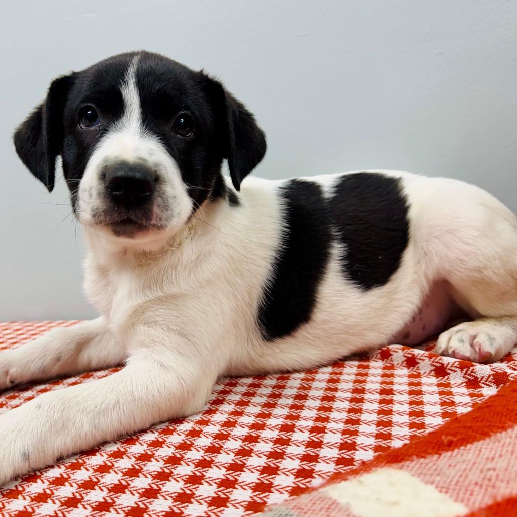 Enlarge Ridge, a Adoptable Border Collie in Lebanon, MO image 2/3