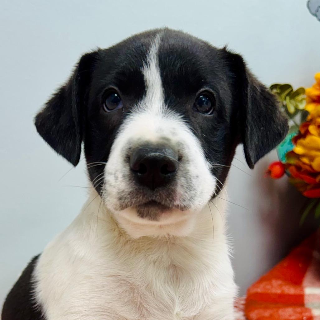 Enlarge Ridge, a Adoptable Border Collie in Lebanon, MO image 3/3