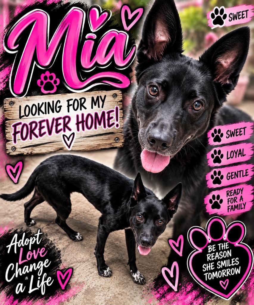 Mia, Adoptable, Young Female Mixed Breed.