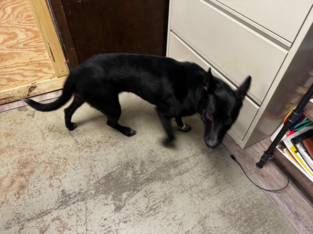 Enlarge Mia, a Adoptable mixed breed in Shelbyville, TN image 2/2