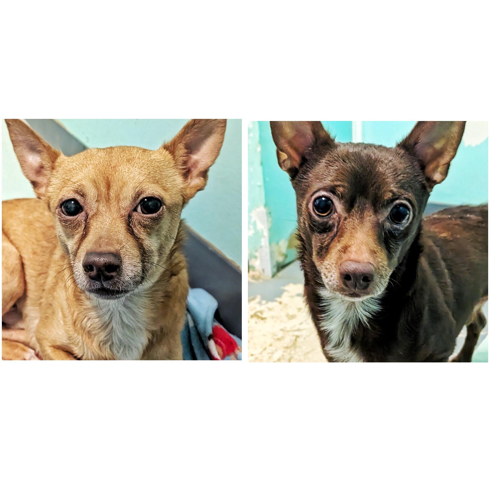 Eli & Sammy, ADOPTABLE, Adult Male Chihuahua.