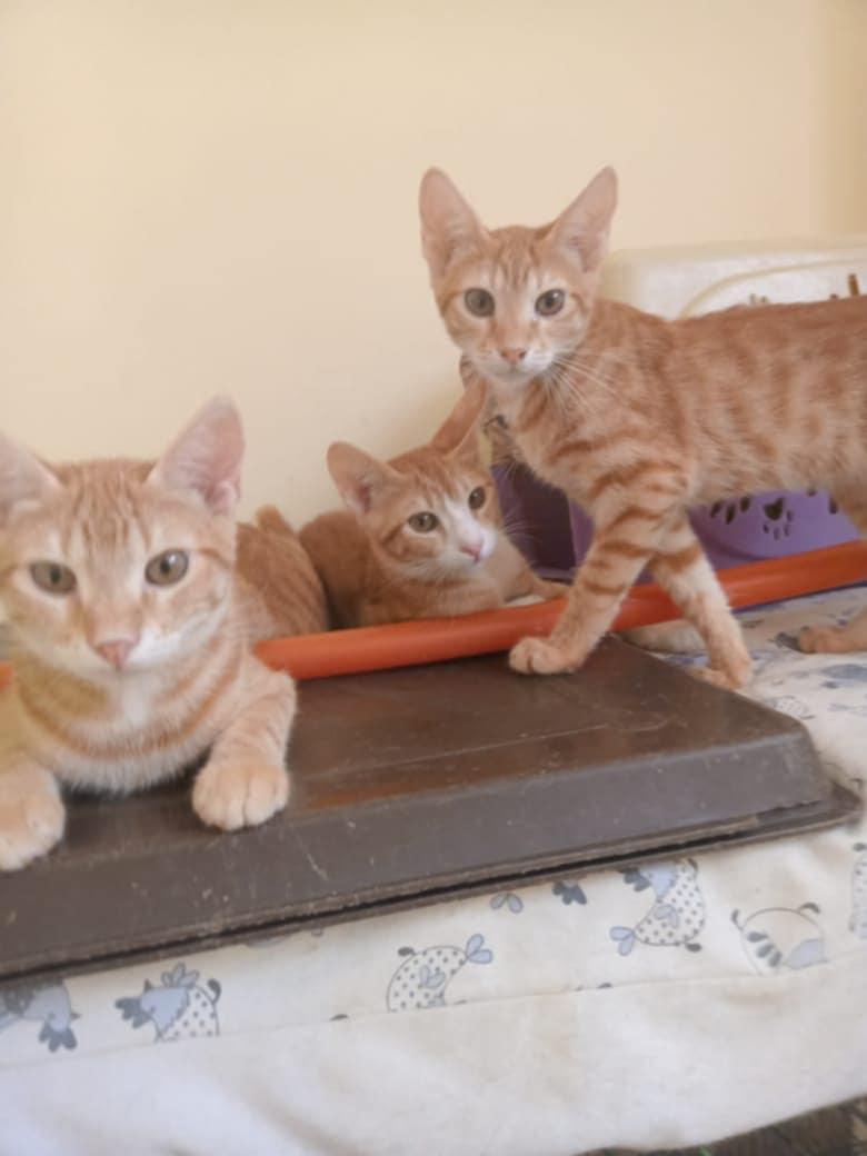 Oliver, Loki & Rocky