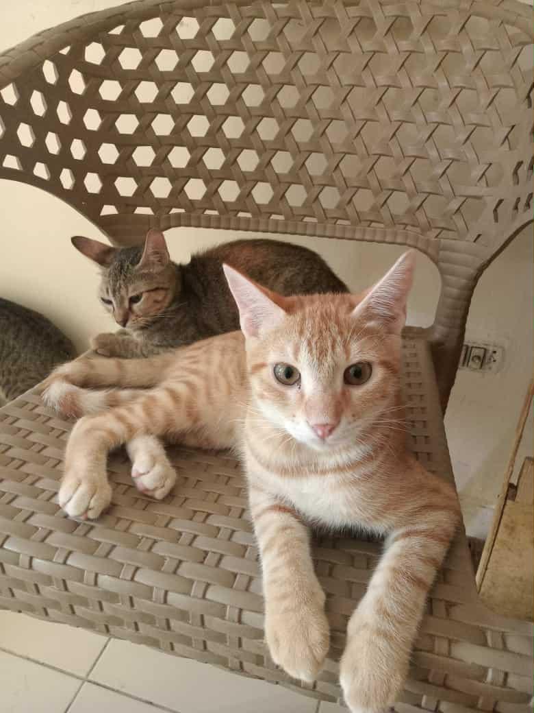 Oliver, Loki & Rocky