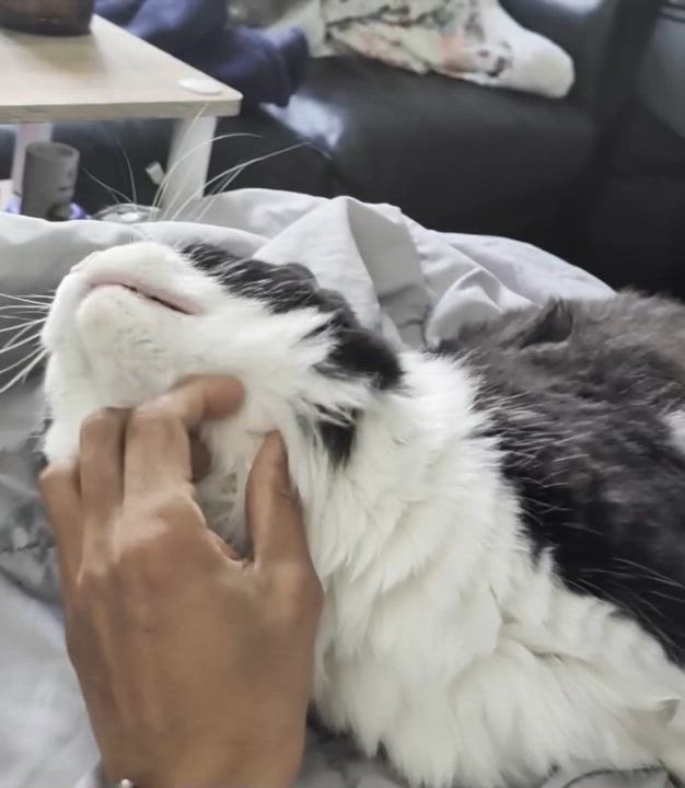 Enlarge Moon, a ADOPTABLE Domestic Long Hair in Waltham, MA video 4/4