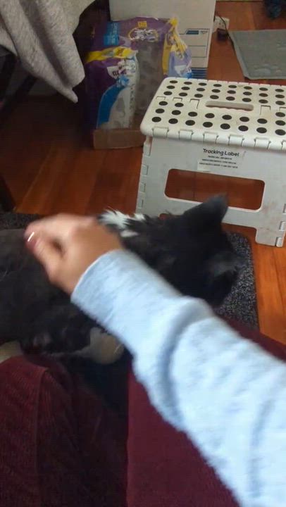 Enlarge Moon, a ADOPTABLE Domestic Long Hair in Waltham, MA video 3/4