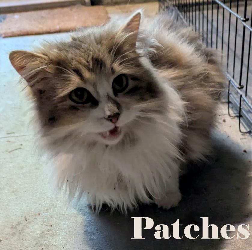 Patches, ADOPTABLE, Adult Female Domestic Long Hair.