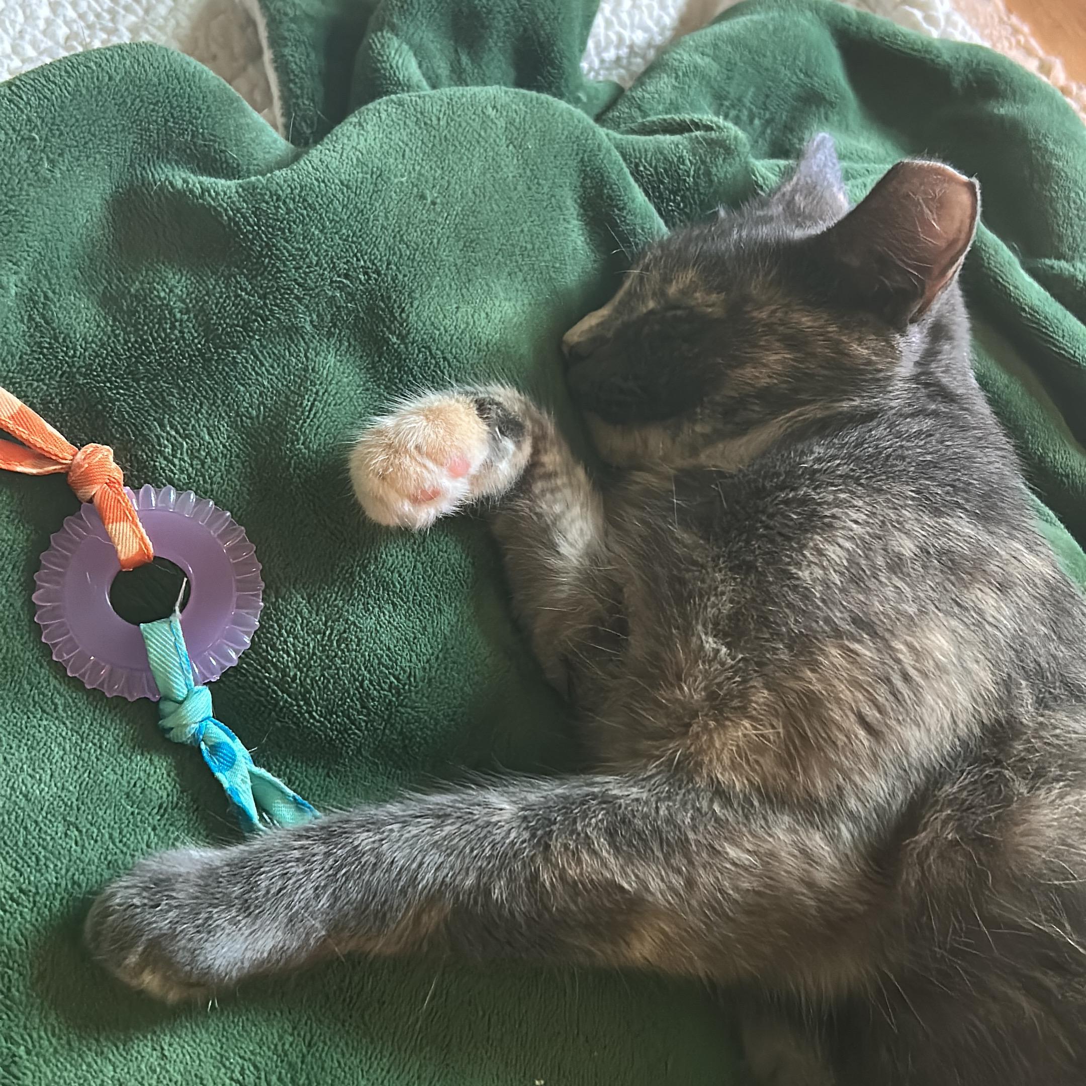 Enlarge Gloria, a Adoptable Domestic Short Hair in Nashville, TN image 1/6