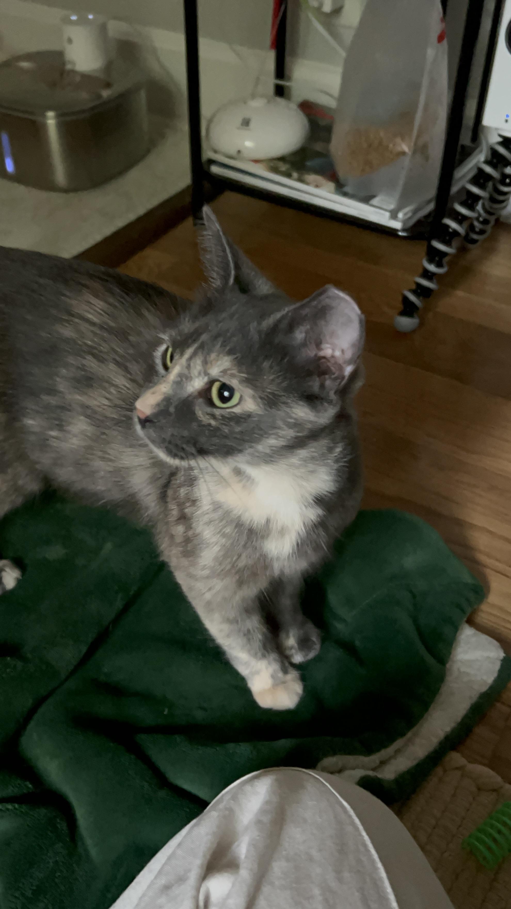 Enlarge Gloria, a Adoptable Domestic Short Hair in Nashville, TN image 2/6