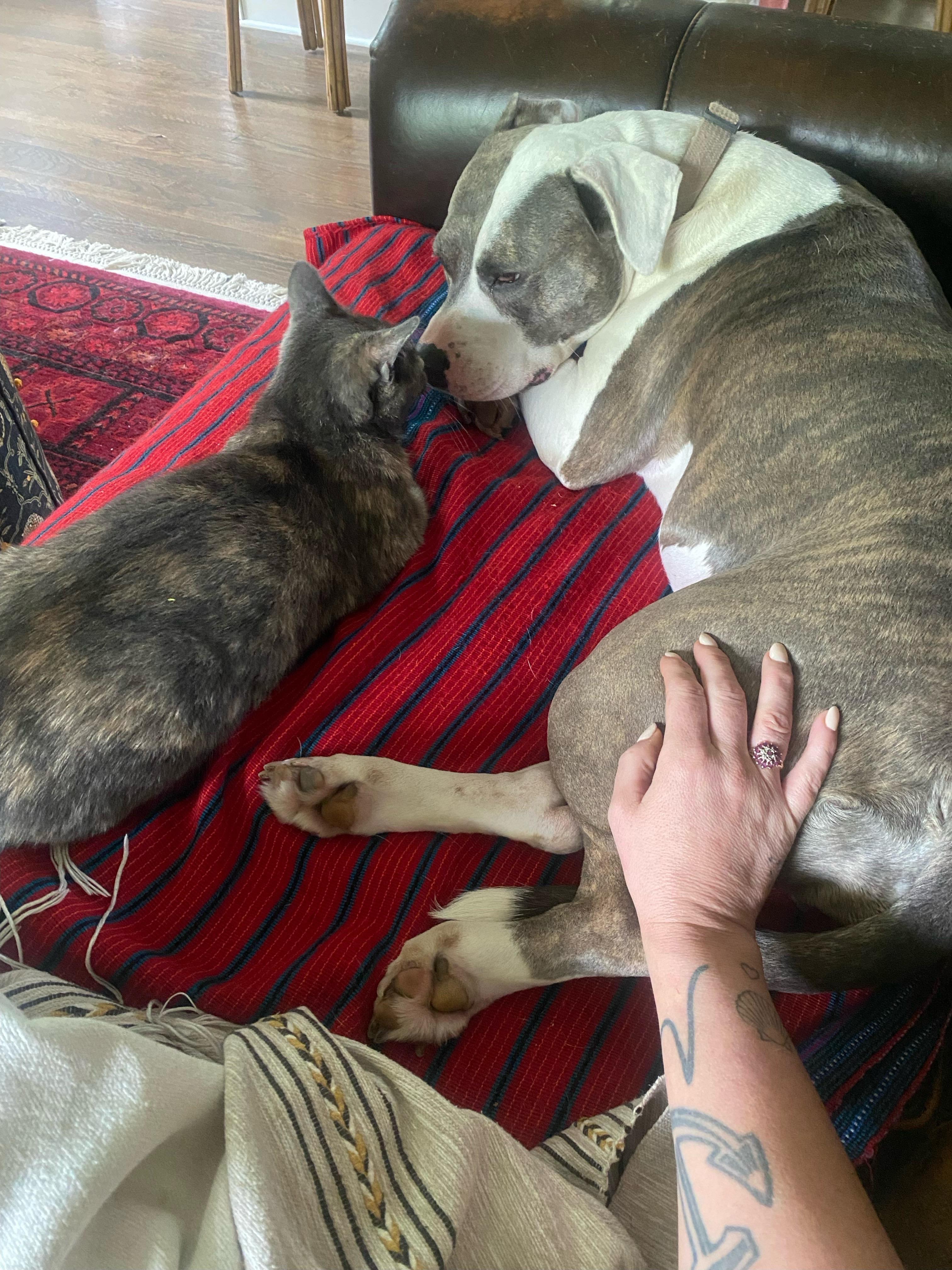 Enlarge Gloria, a Adoptable Domestic Short Hair in Nashville, TN image 3/6