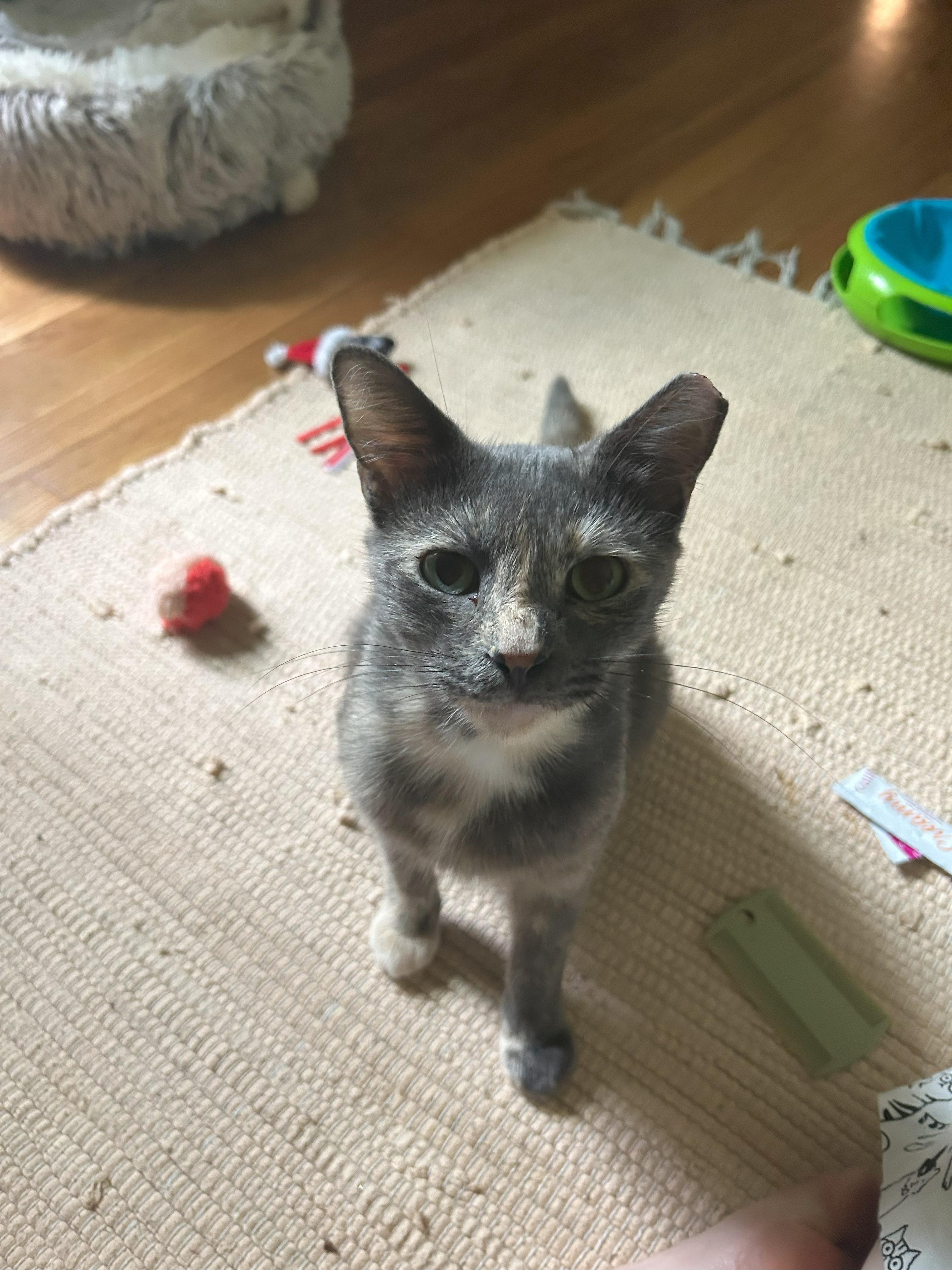 Enlarge Gloria, a Adoptable Domestic Short Hair in Nashville, TN image 5/6