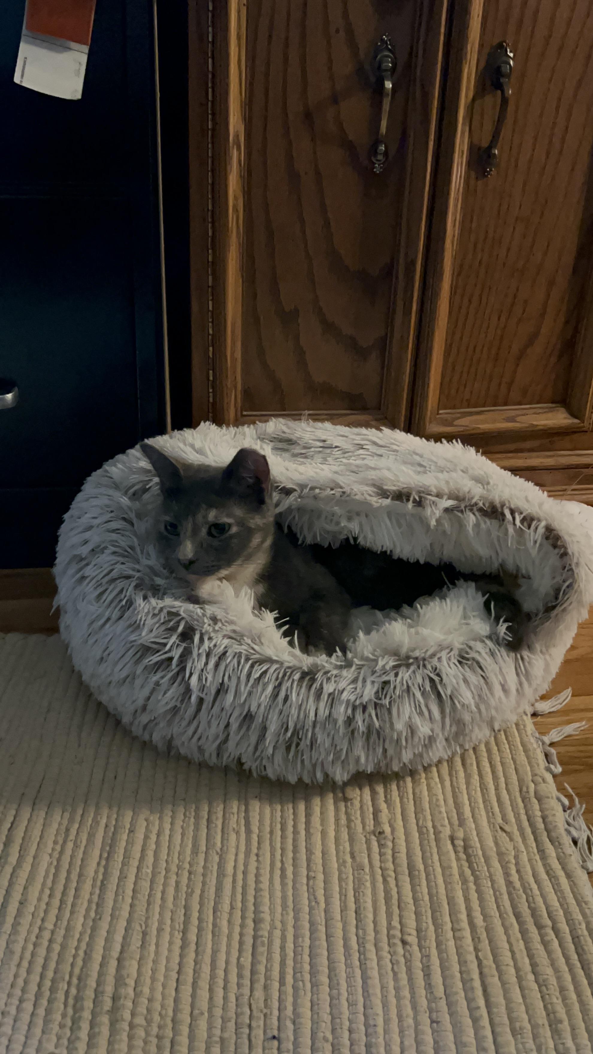 Enlarge Gloria, a Adoptable Domestic Short Hair in Nashville, TN image 6/6