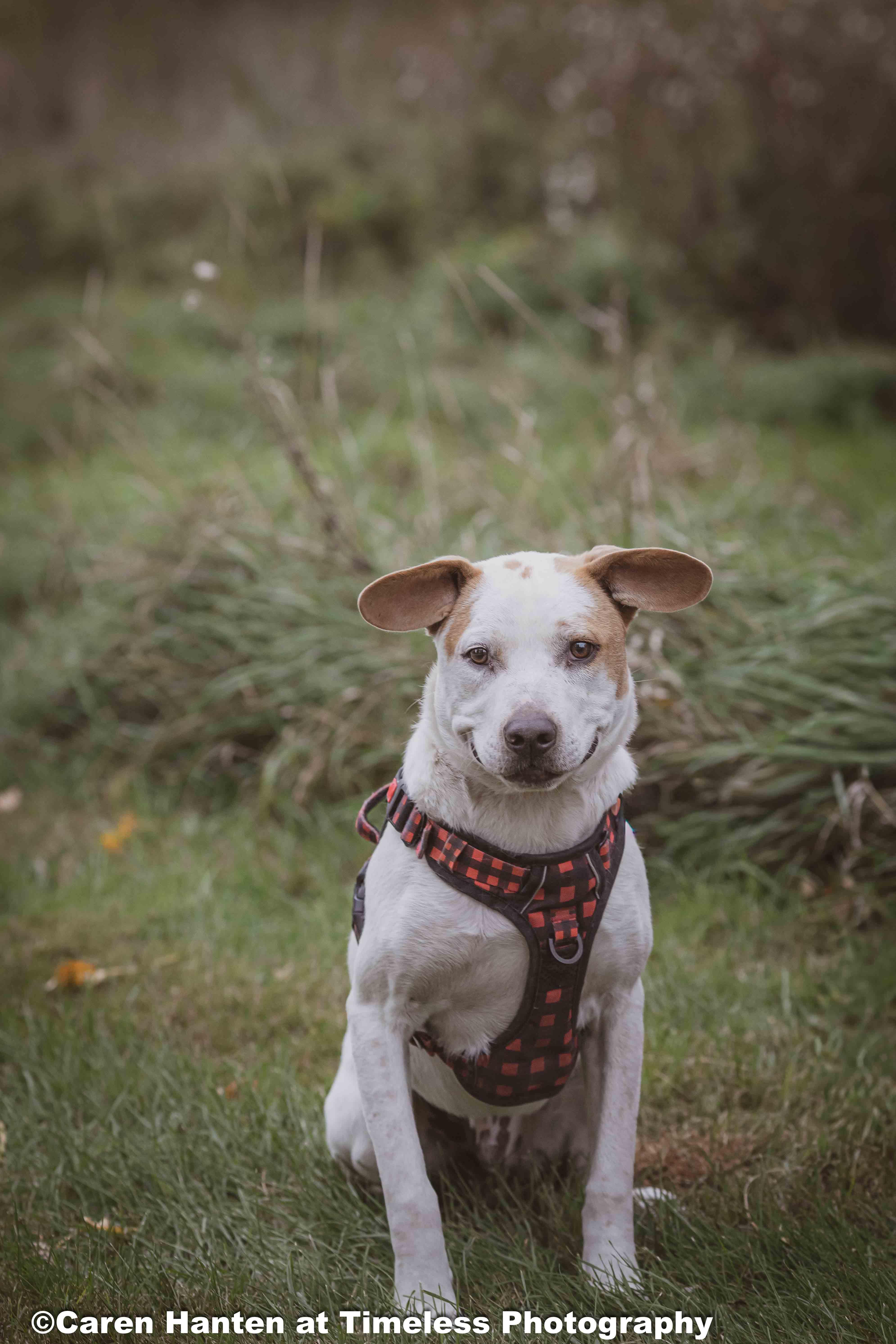 Turkey, Adoptable, Young Male Australian Cattle Dog / Blue Heeler & Cocker Spaniel.
