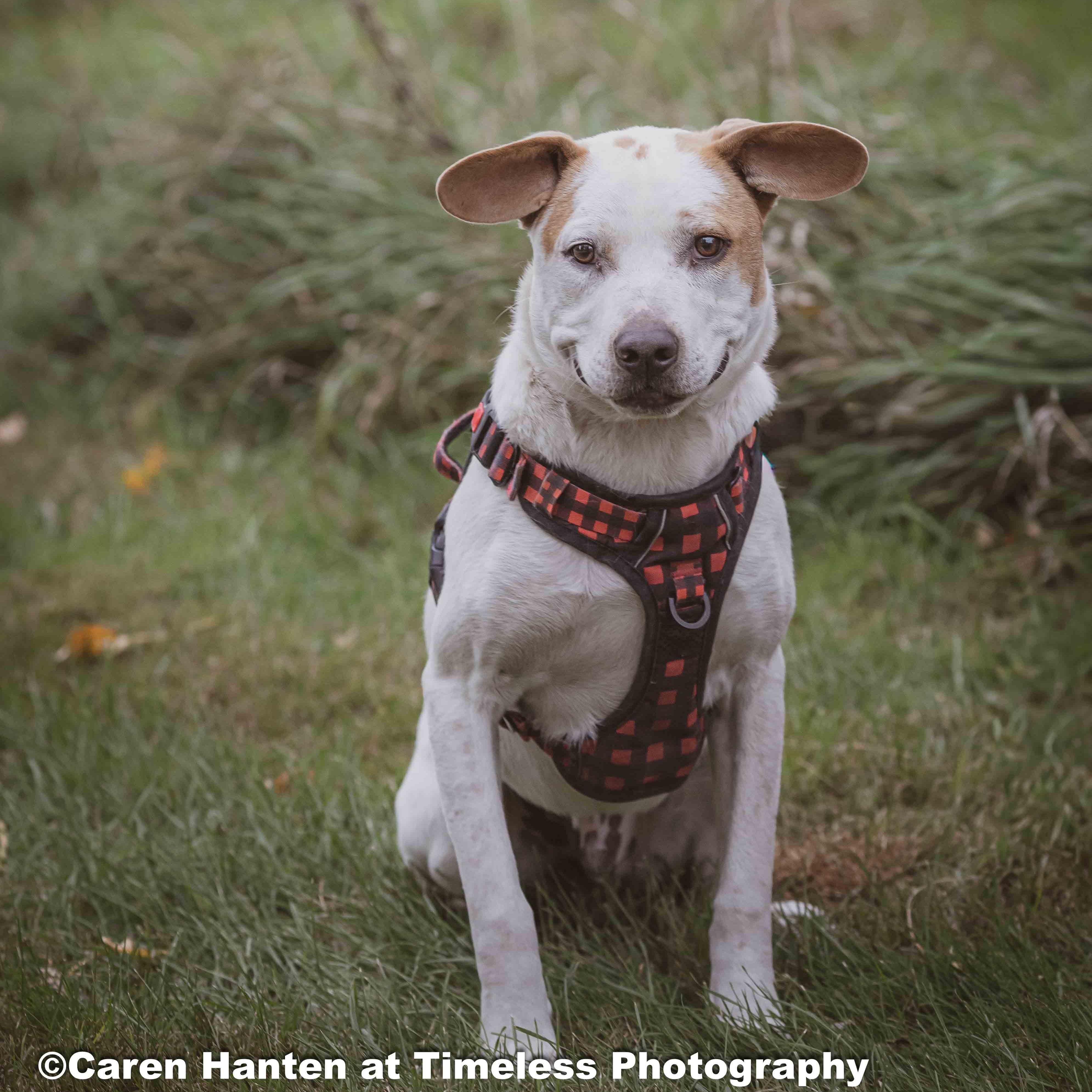 Enlarge Turkey, a Adoptable mixed breed in Watertown, SD image 3/6