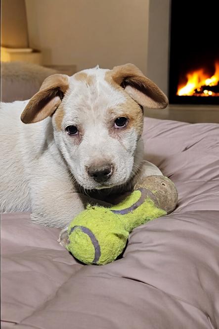 Enlarge Turkey, a Adoptable mixed breed in Watertown, SD image 6/6