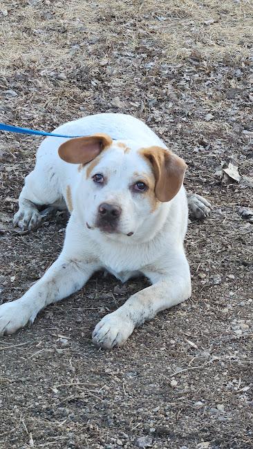 Enlarge Turkey, a Adoptable mixed breed in Watertown, SD image 5/6