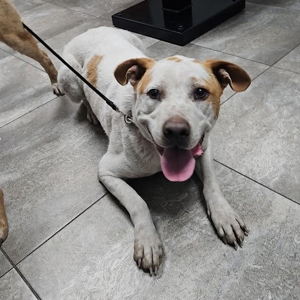 Turkey, Adoptable, Adult Male Australian Cattle Dog / Blue Heeler & Cocker Spaniel.