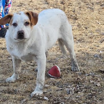 Enlarge Turkey, a Adoptable mixed breed in Watertown, SD image 4/6
