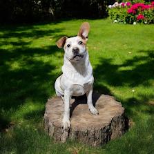 Enlarge Turkey, a Adoptable mixed breed in Watertown, SD image 3/6