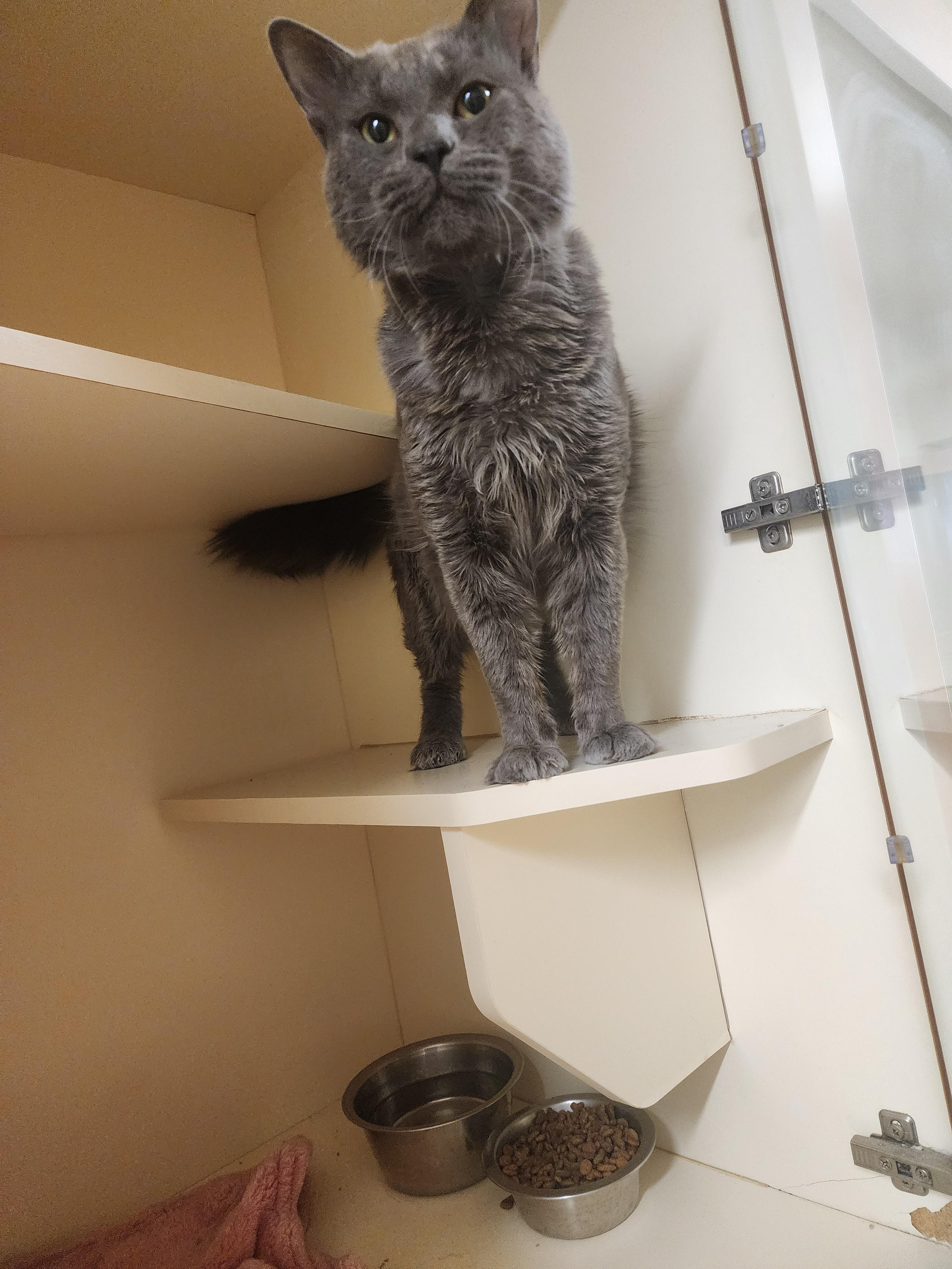 Enlarge 26-20, a ADOPTABLE Domestic Medium Hair in Ridgecrest, CA image 1/1