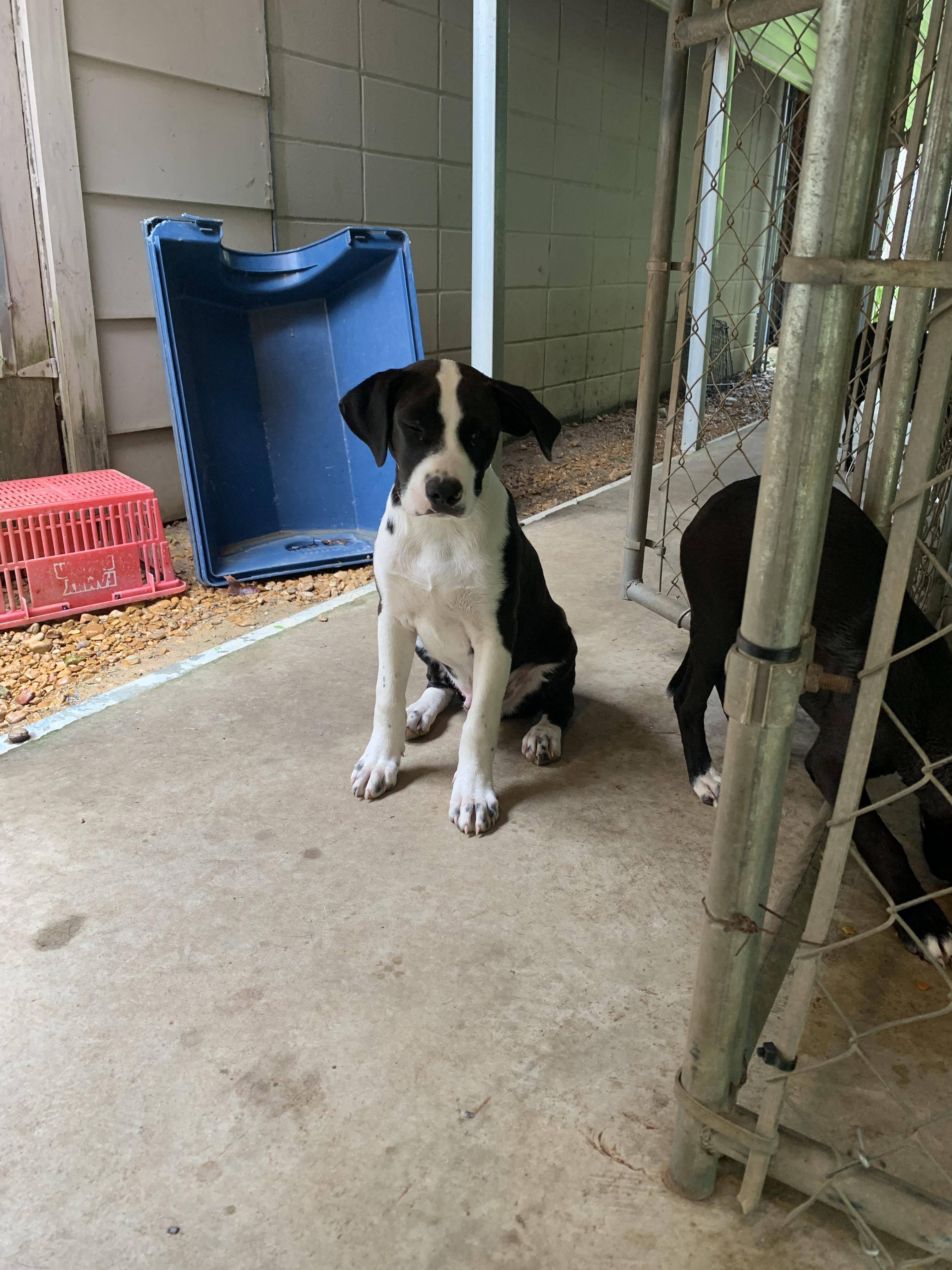 Turtle, Adopted, Puppy Male American Bulldog.