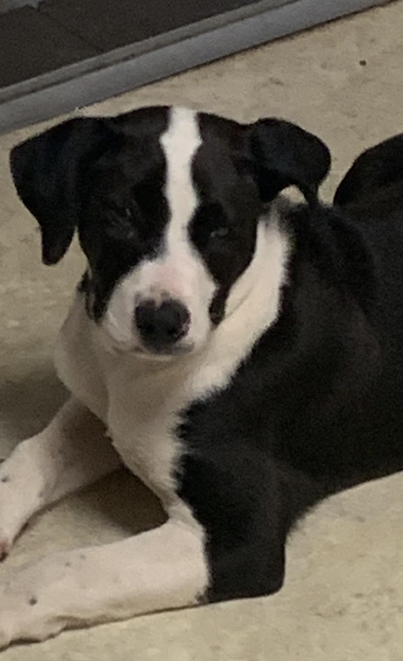 Enlarge Turtle, a Adopted mixed breed in Lexington, MS image 2/3