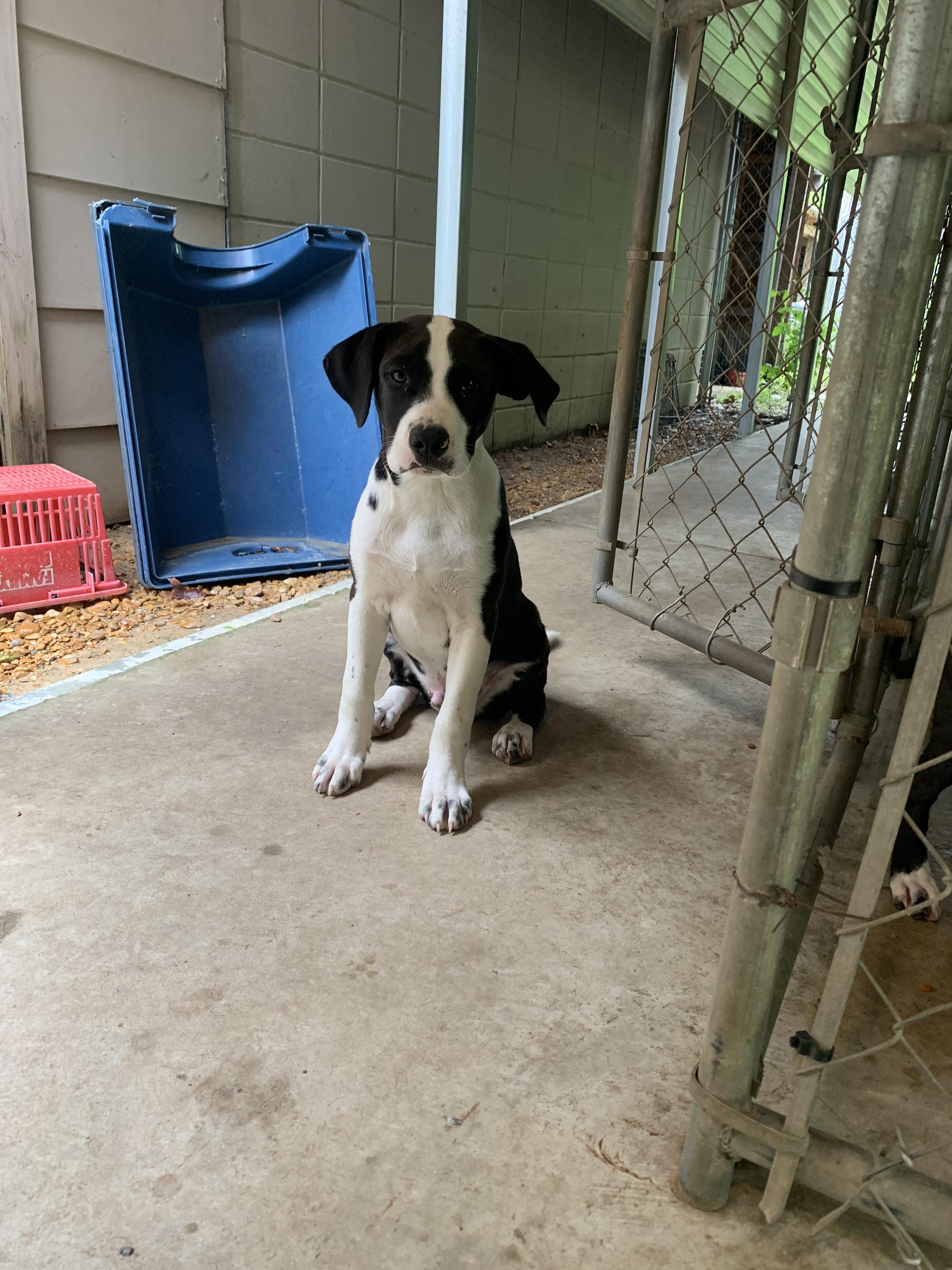 Enlarge Turtle, a Adopted mixed breed in Lexington, MS image 3/3
