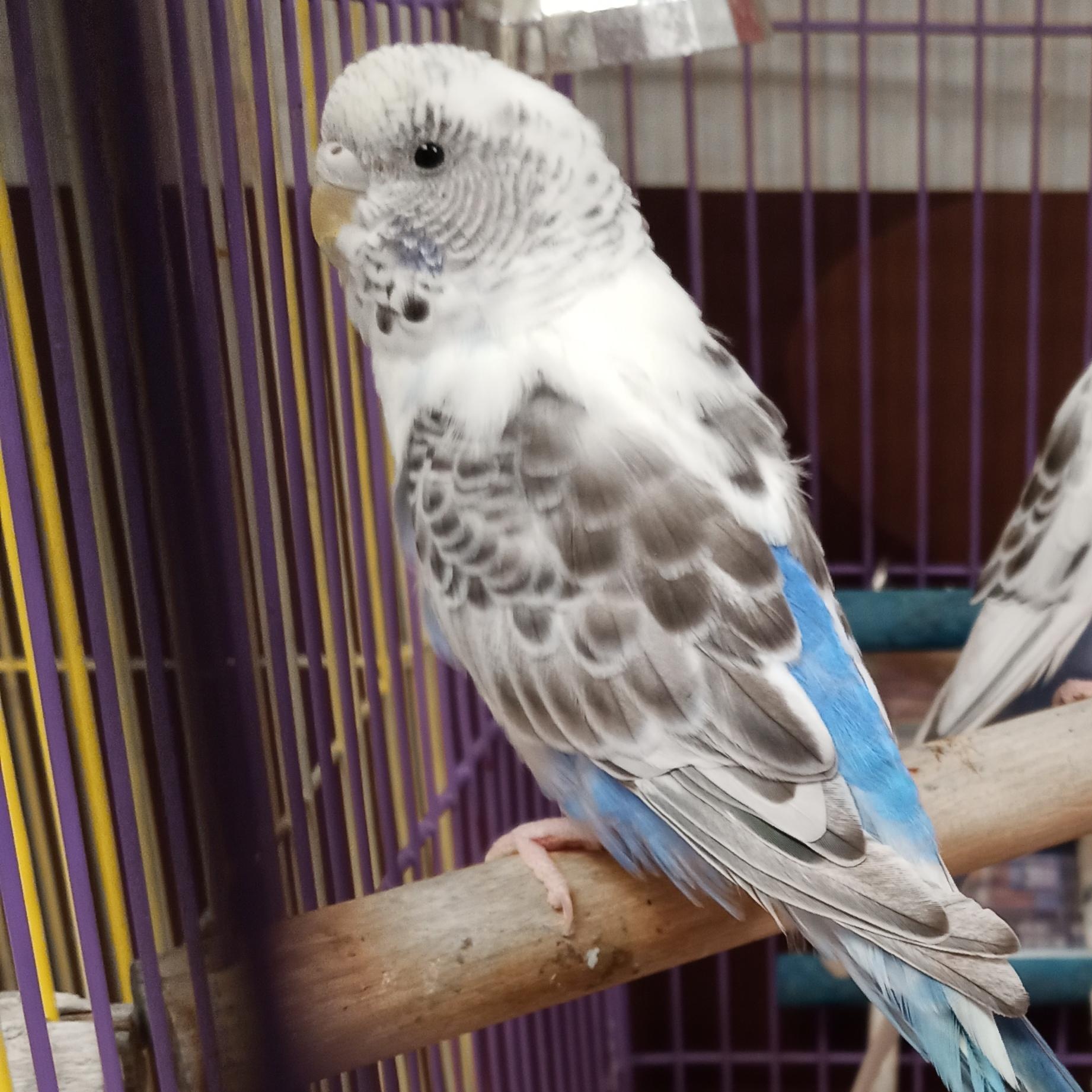 Viola, ADOPTABLE, Adult Female Budgie / Budgerigar.